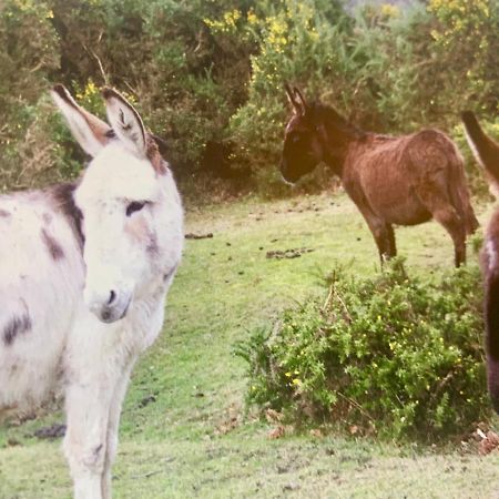 Shorefield Country Park, Where The New Forest Meets The Sea, Passes For All Entertainment Included Milford on Sea Exterior foto